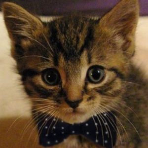 Meet your Posher, Alan